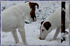 Mocca & King